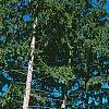 Picea abies, habit