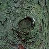 Picea abies, bark