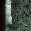 Picea abies, bark