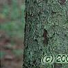 Picea abies, bark