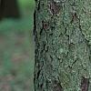 Picea abies, bark