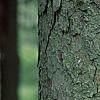 Picea abies, bark