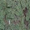 Picea abies, bark