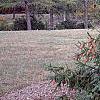 Picea abies 'Acrocona', habit