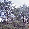 Picea abies 'Acrocona', habit