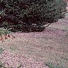 Picea abies 'Acrocona', habit