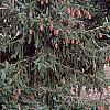 Picea abies 'Acrocona', habit