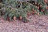 Picea abies 'Acrocona', habit
