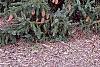 Picea abies 'Acrocona', habit