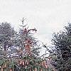 Picea abies 'Acrocona', habit