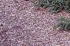 Picea abies 'Acrocona', habit