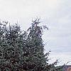 Picea abies 'Acrocona', habit