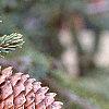 Picea abies 'Acrocona', fruit