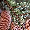 Picea abies 'Acrocona', fruit