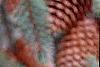 Picea abies 'Acrocona', fruit
