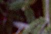 Picea abies 'Acrocona', fruit