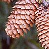 Picea abies 'Acrocona', fruit