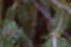 Picea abies 'Acrocona', fruit