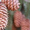 Picea abies 'Acrocona', fruit