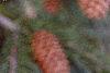 Picea abies 'Acrocona', fruit