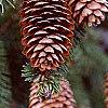 Picea abies 'Acrocona', fruit