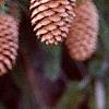 Picea abies 'Acrocona', fruit