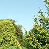Picea abies 'Aurea Jacobsen', habit