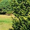 Picea abies 'Aurea Jacobsen', habit