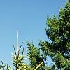Picea abies 'Aurea Jacobsen', habit