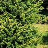 Picea abies 'Aurea Jacobsen', habit