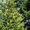Picea abies 'Aurea Jacobsen', habit