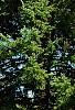 Picea abies 'Aurea Jacobsen', habit