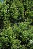 Picea abies 'Aurea Jacobsen', habit