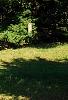 Picea abies 'Aurea Jacobsen', habit