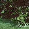 Picea abies 'Argenteospica', habit