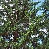 Picea abies 'Argenteospica', habit