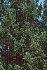 Picea abies 'Argenteospica', habit