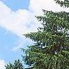 Picea abies 'Argenteospica', habit