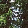 Picea abies 'Argenteospica', habit