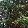 Picea abies 'Argenteospica', habit