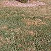 Picea abies 'Cupressina', habit