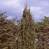 Picea abies 'Cupressina', habit