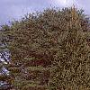 Picea abies 'Cupressina', habit