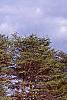 Picea abies 'Cupressina', habit