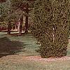 Picea abies 'Cupressina', habit