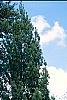 Picea abies 'Inversa', habit
