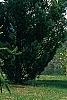 Picea abies 'Inversa', habit