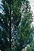 Picea abies 'Inversa', habit