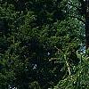 Picea abies 'Inversa', habit
