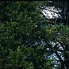 Picea abies 'Inversa', habit